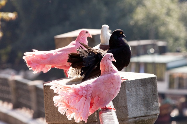 响力的战略 响力的战略