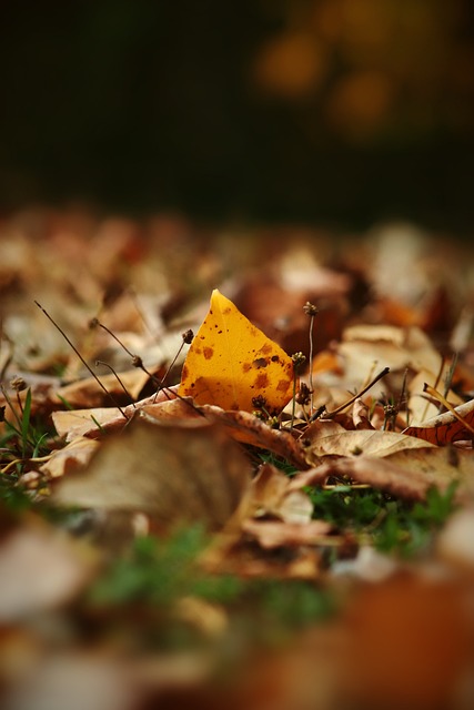 梅西的缺席 梅西的缺席